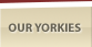 Our Yorkies